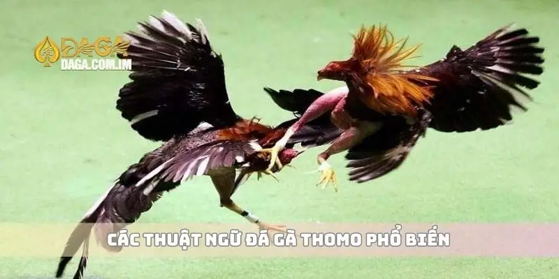 Thuật ngữ đá gà Thomo bạn cần biết để chơi chuyên nghiệp hơn 2 Các thuật ngữ đá gà Thomo phổ biến