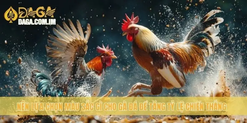 Nên lựa chọn màu sắc gì cho gà đá để tăng tỷ lệ chiến thắng