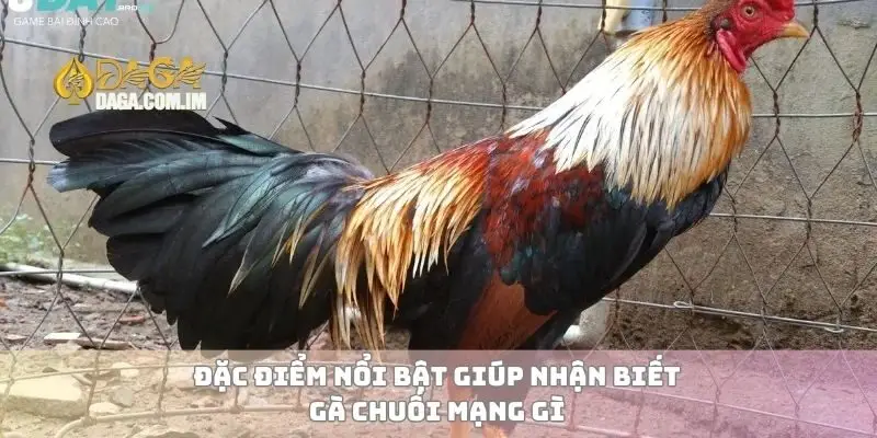 Đặc điểm nổi bật giúp nhận biết gà chuối mạng gì
