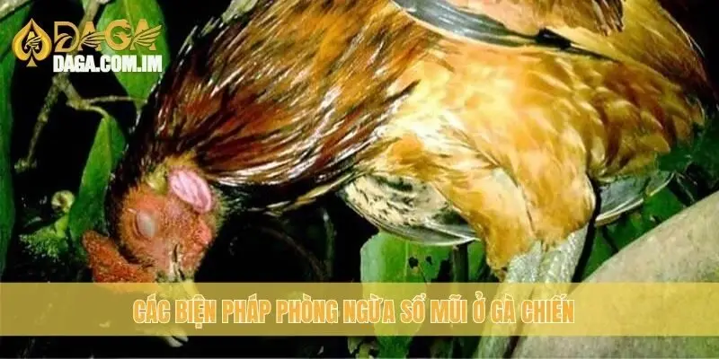 Gà bị sổ mũi khò khè: cách chữa trị tốt nhất từ Daga 3 Các biện pháp phòng ngừa sổ mũi ở gà chiến