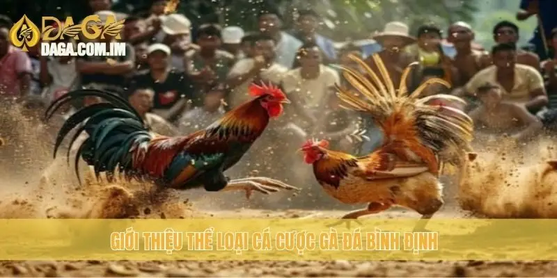 Giới thiệu thể loại cá cược gà đá Bình Định