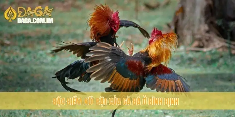 Đặc điểm nổi bật của gà đá ở Bình Định