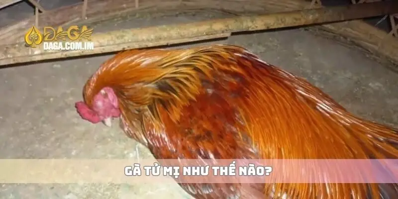 Gà tử mị như thế nào?