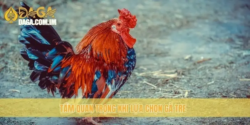 Hướng dẫn chọn gà tre chọi: bí kíp thành công cùng Daga 2 Tầm quan trọng khi lựa chọn gà Tre