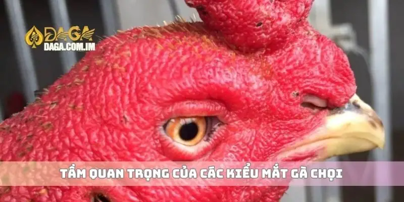 Tầm quan trọng của các kiểu mắt gà chọi