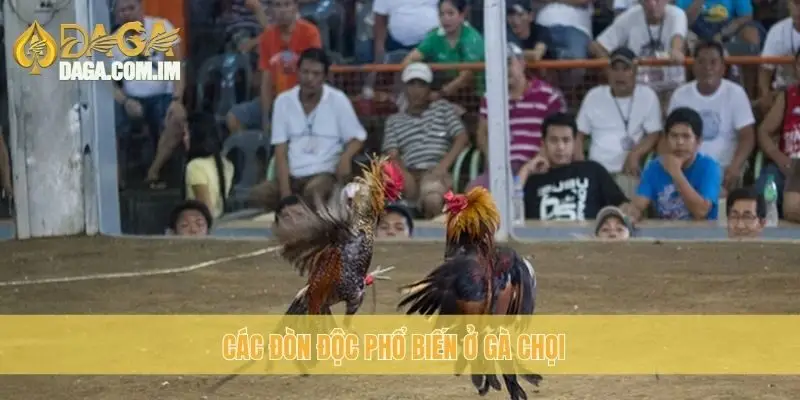 Thế gà chọi đòn độc: Phát triển đòn độc mạnh mẽ cùng Daga 2 Các đòn độc phổ biến ở gà chọi