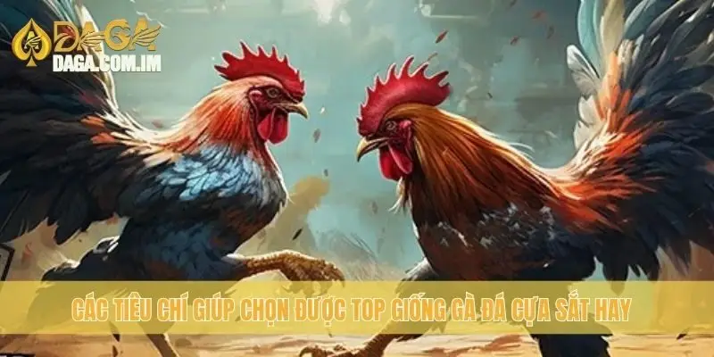 Các tiêu chí giúp chọn được top giống gà đá cựa sắt hay