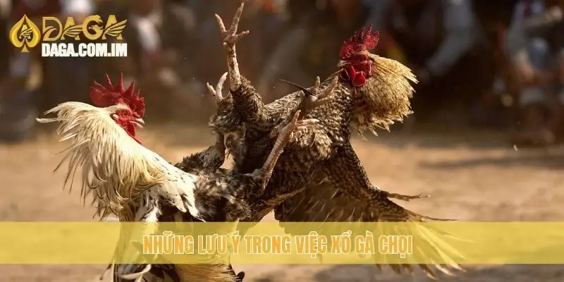 Những lưu ý trong việc xổ gà chọi