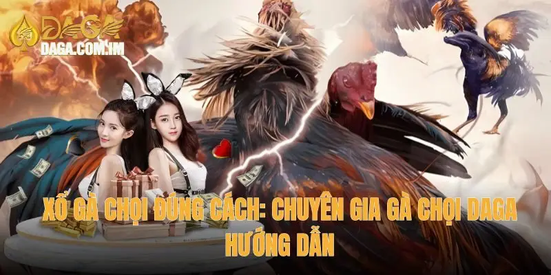 Xổ gà chọi đúng cách
